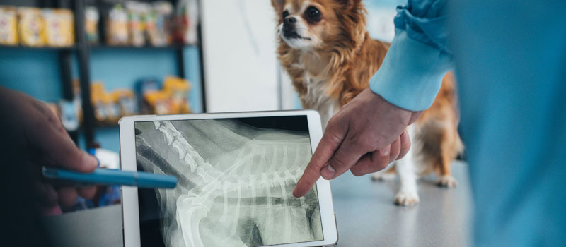 Portable Pet X-Ray Service at Home in Byculla